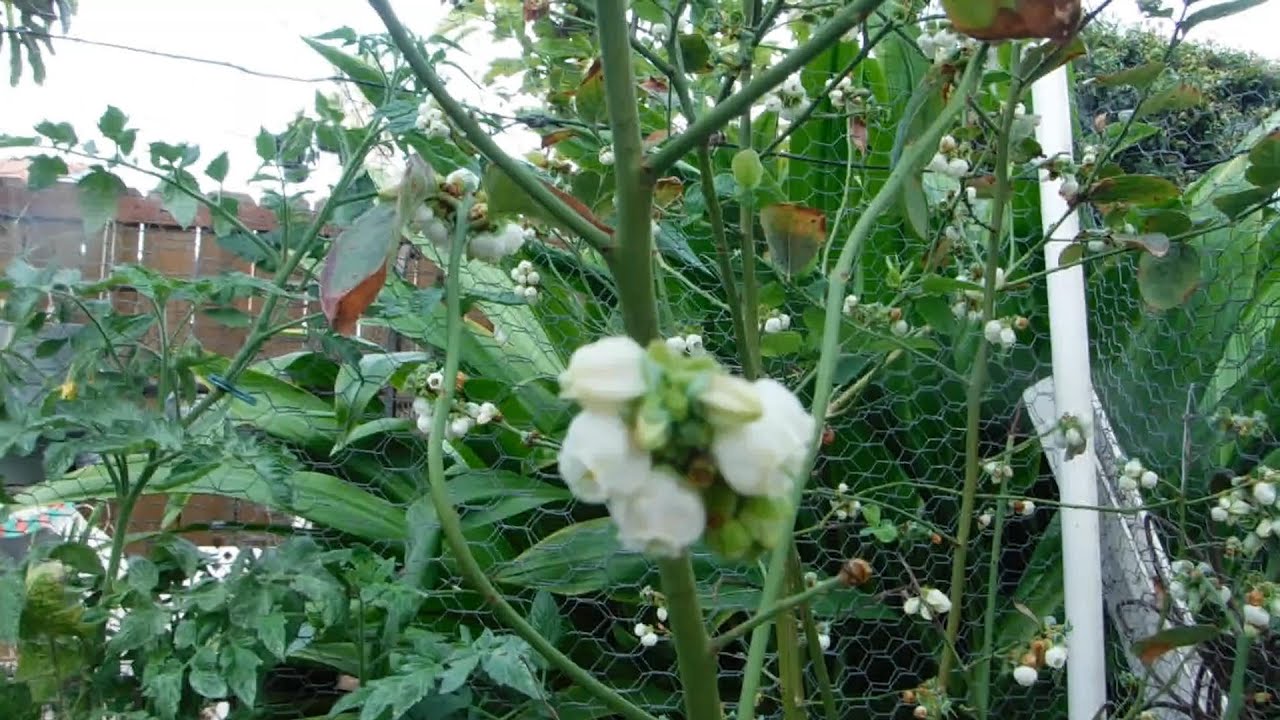 AIR LAYERING A BLUEBERRY PLANT