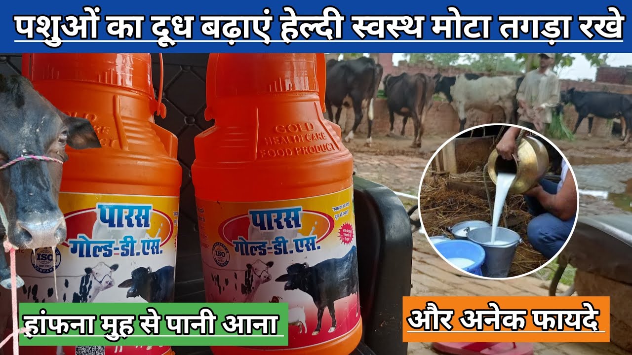 Use Veterinary Paras Gold D S || पशुओं को मोटा तगड़ा हेल्दी स्वस्थ रखें || गाय भैंस का दूध बढ़ाएं