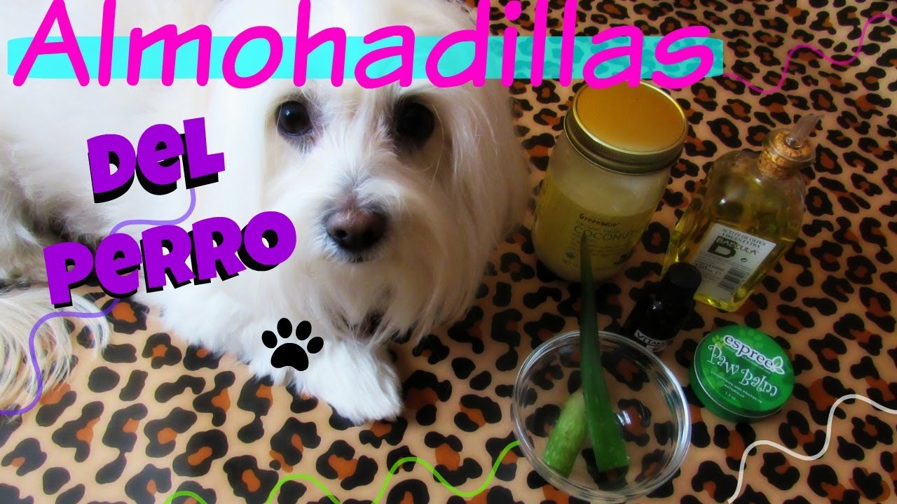 🐶Almohadillas del Perro 🐾Coton de Tulear I Lorentix