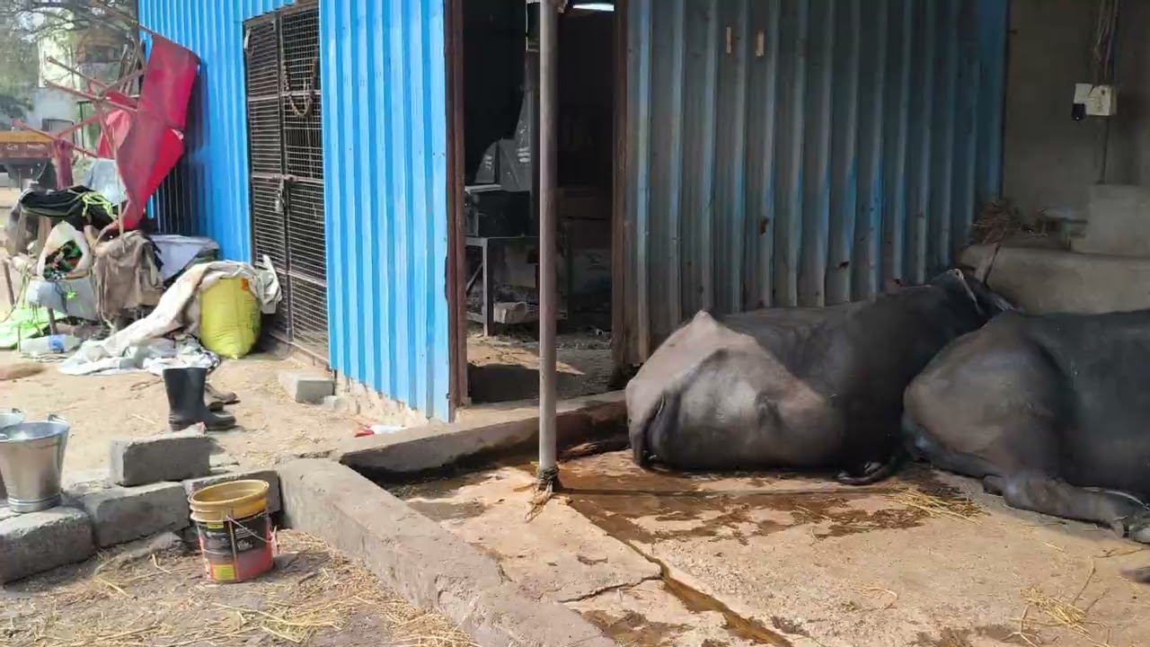  9032671464 srisaidairyfarm @srisaidairyfarm5177 #youtubeshorts #youtube #hyderabad #delivery 