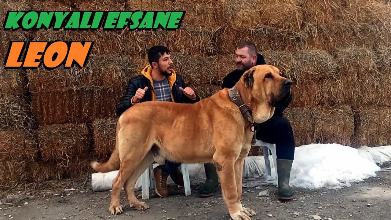 HAVUÇ KRALININ HAVUÇ RENGİ KÖPEĞİ EFSANE LEON
