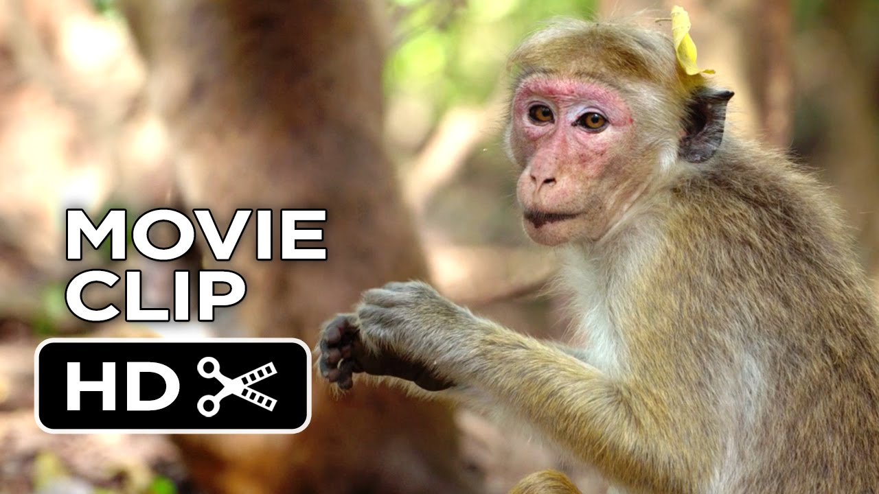 Monkey Kingdom Movie CLIP - We're the Monkeys (2015) - Disneynature Documentary HD
