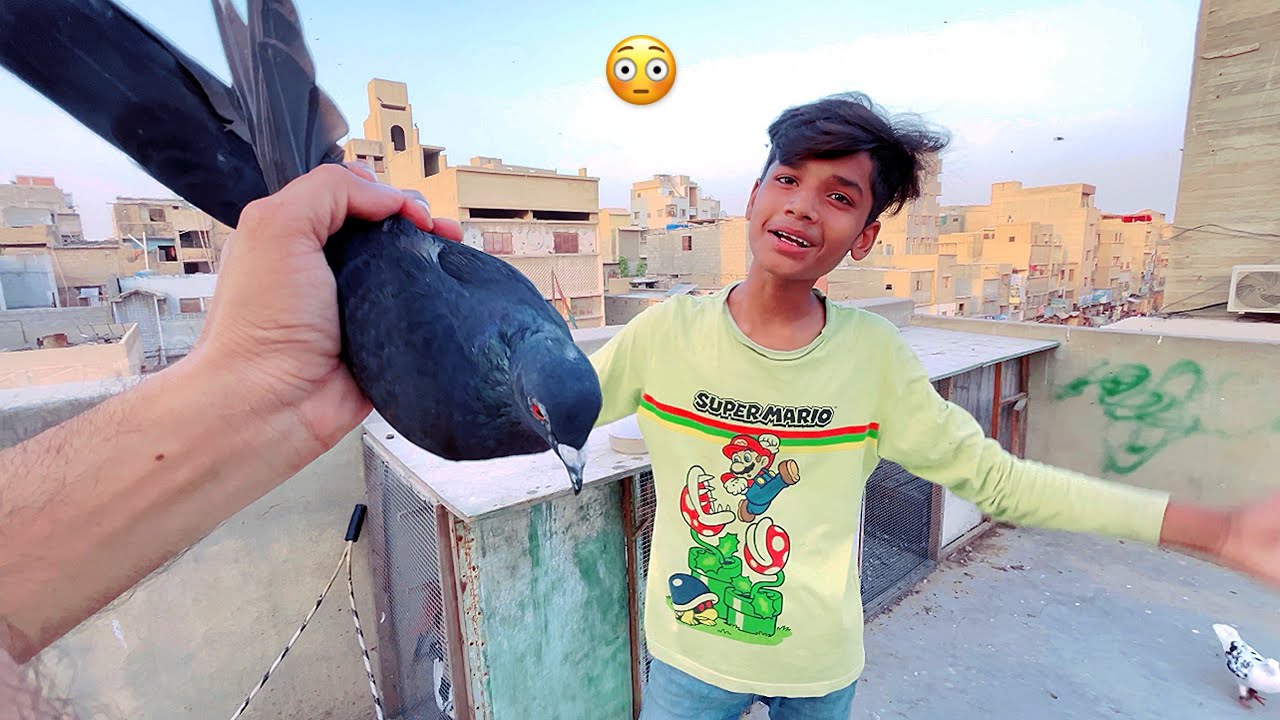 Black Kabootar Pakad Liya 🤯