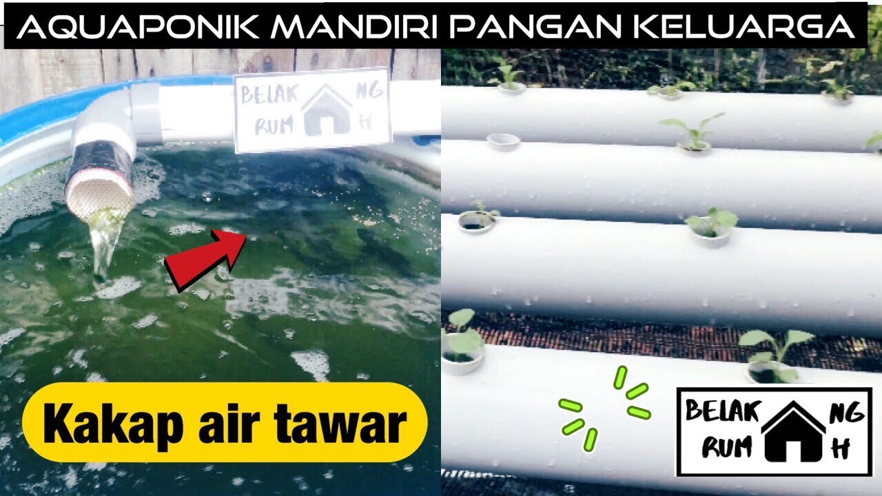 Aquaponik mandiri pangan keluarga