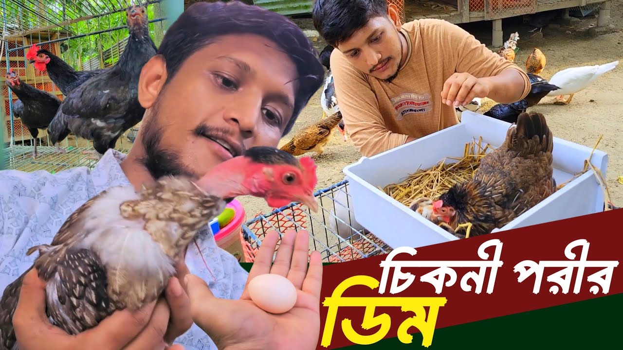 আমার চিকনী পরীর প্রথম ডিম | Sojib Brother