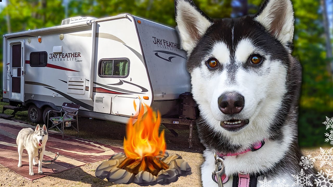 Husky Puppy First Camping Trip | Camping with Dogs