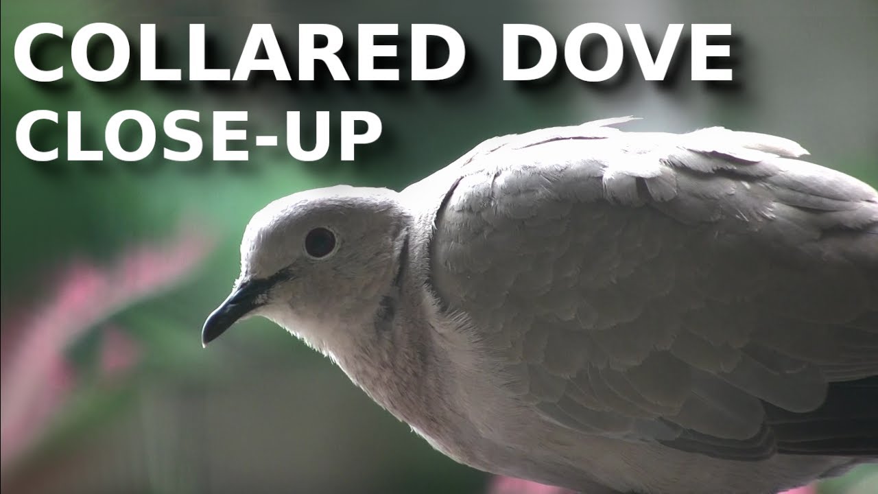 Eurasian Collared Dove close-up with bird sounds in the background