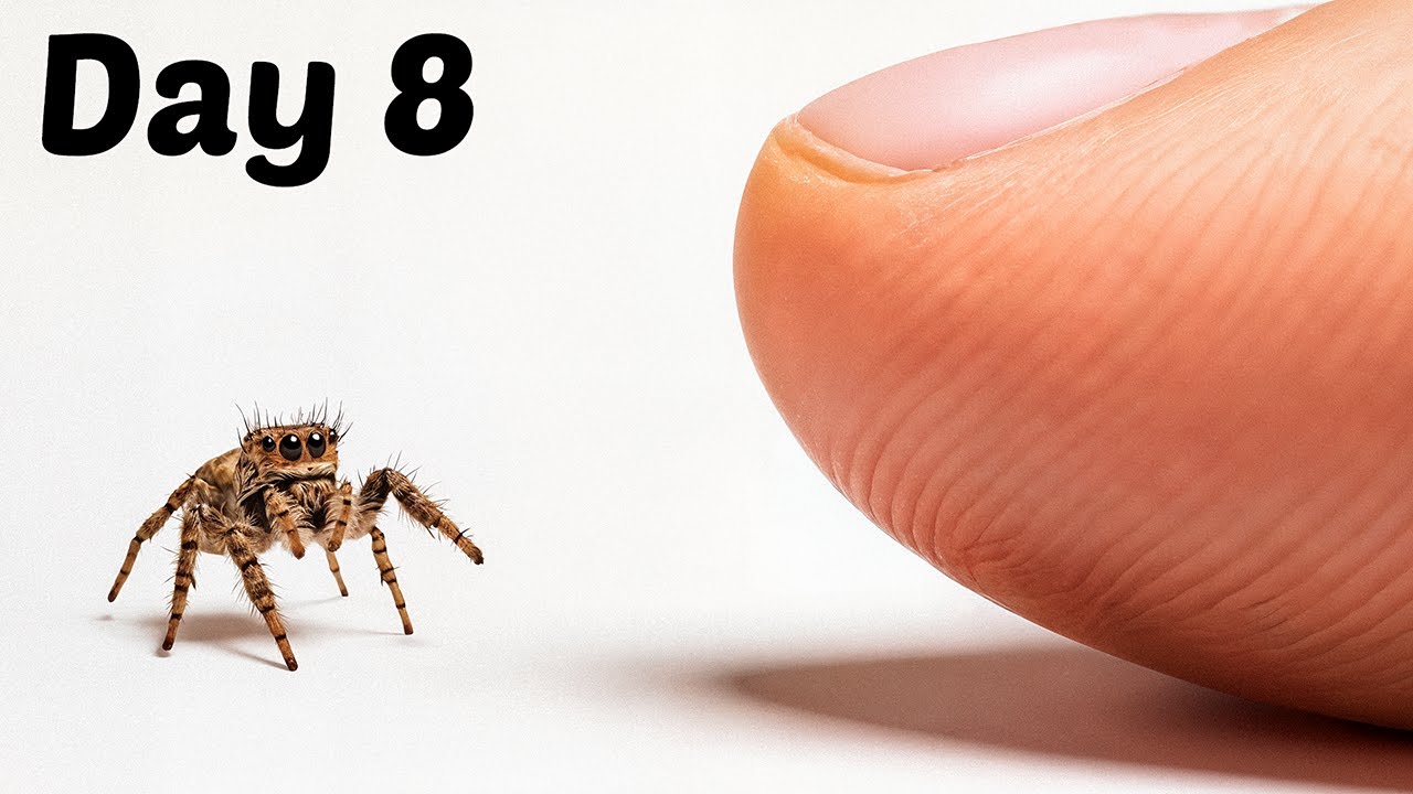 The Process of Making Friends With a Tiny Spider