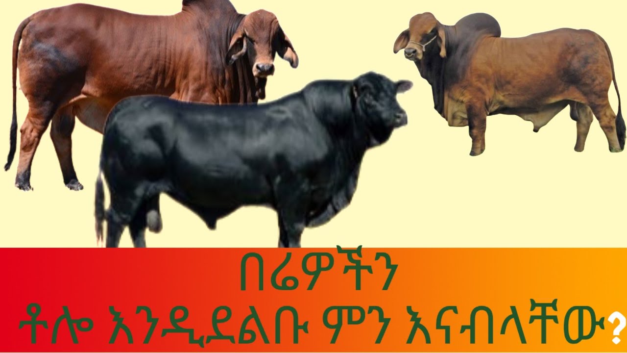 ምን ያዋጣል?በሬን ቶሎ ለማደለብ ምን እናብላ?
