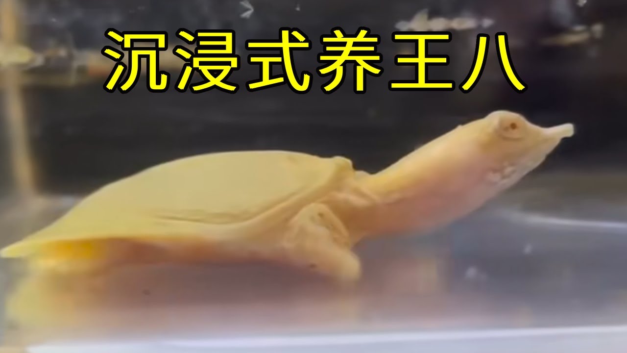 沉浸式养王八，偶然得到&ldquo;黄金甲&rdquo;真是龟如其名，这不是什么白化病吧？