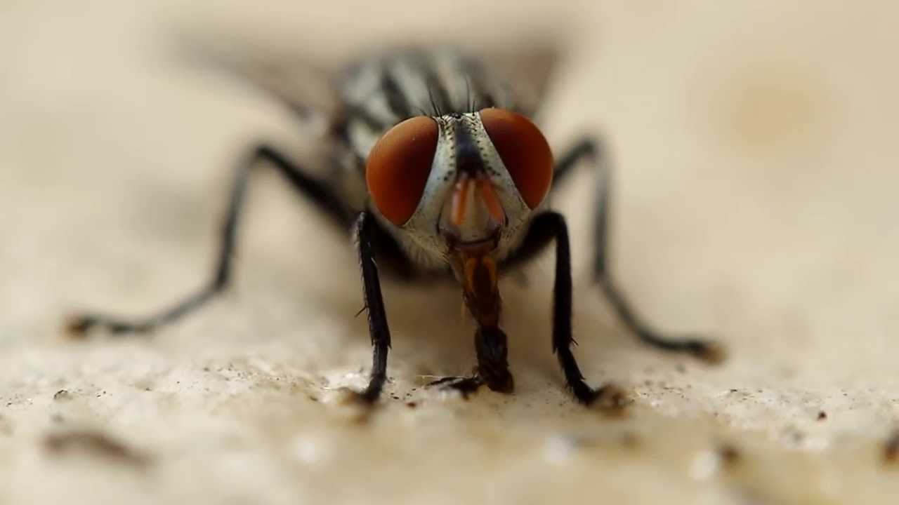 Fly relishing  chikoo fruit  gum.