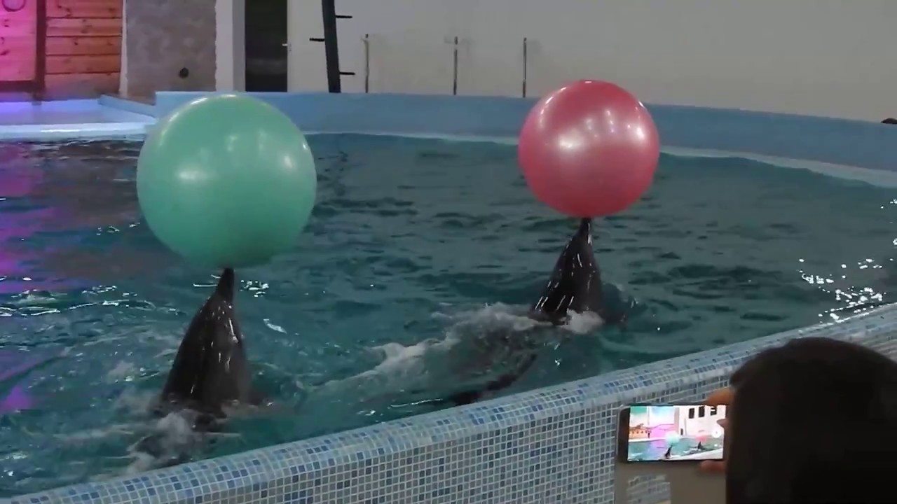 Delfinarium Truskawiec