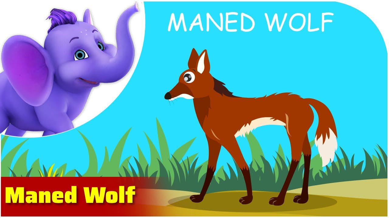 The Maned Wolf / Weird Animal Songs / Appu Series