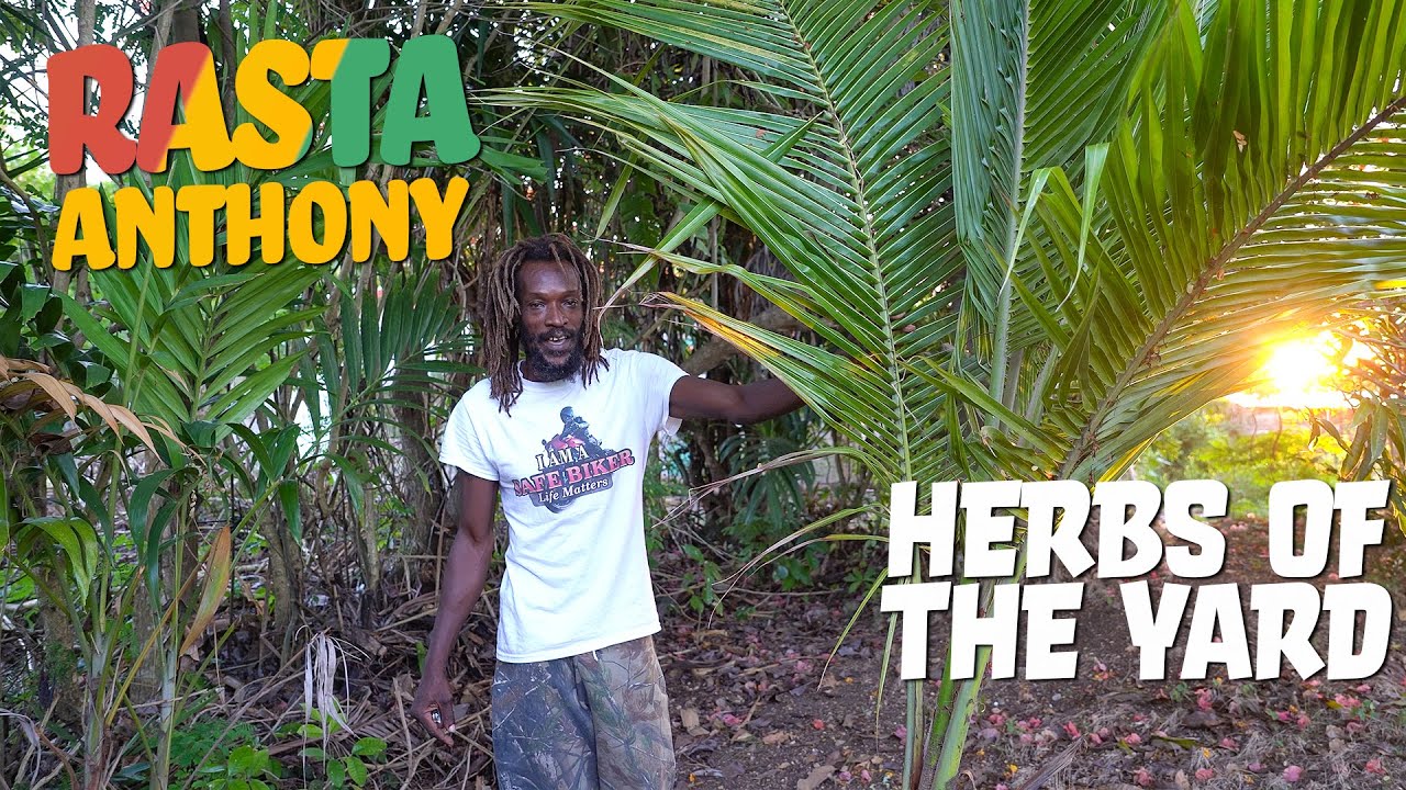 Anthony's Yard Tour