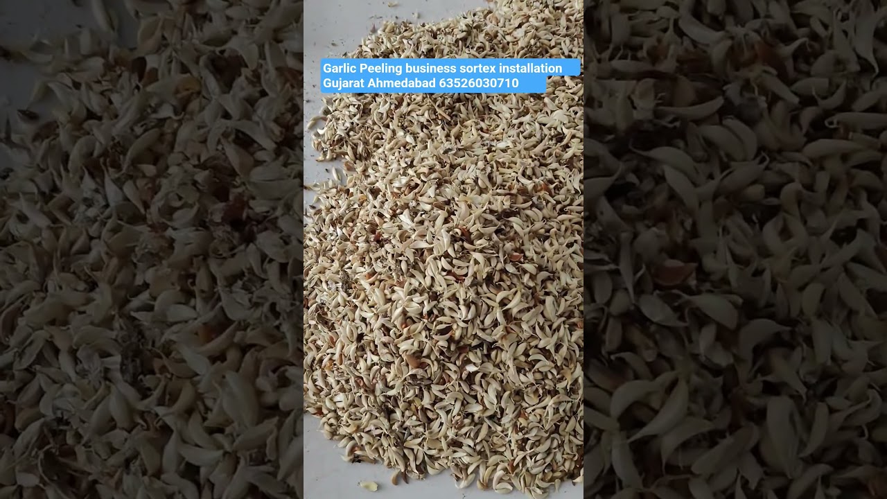 Garlic Peeling business setup || Apple color sorter || Ahmedabad Garlic peeling machine #sortex