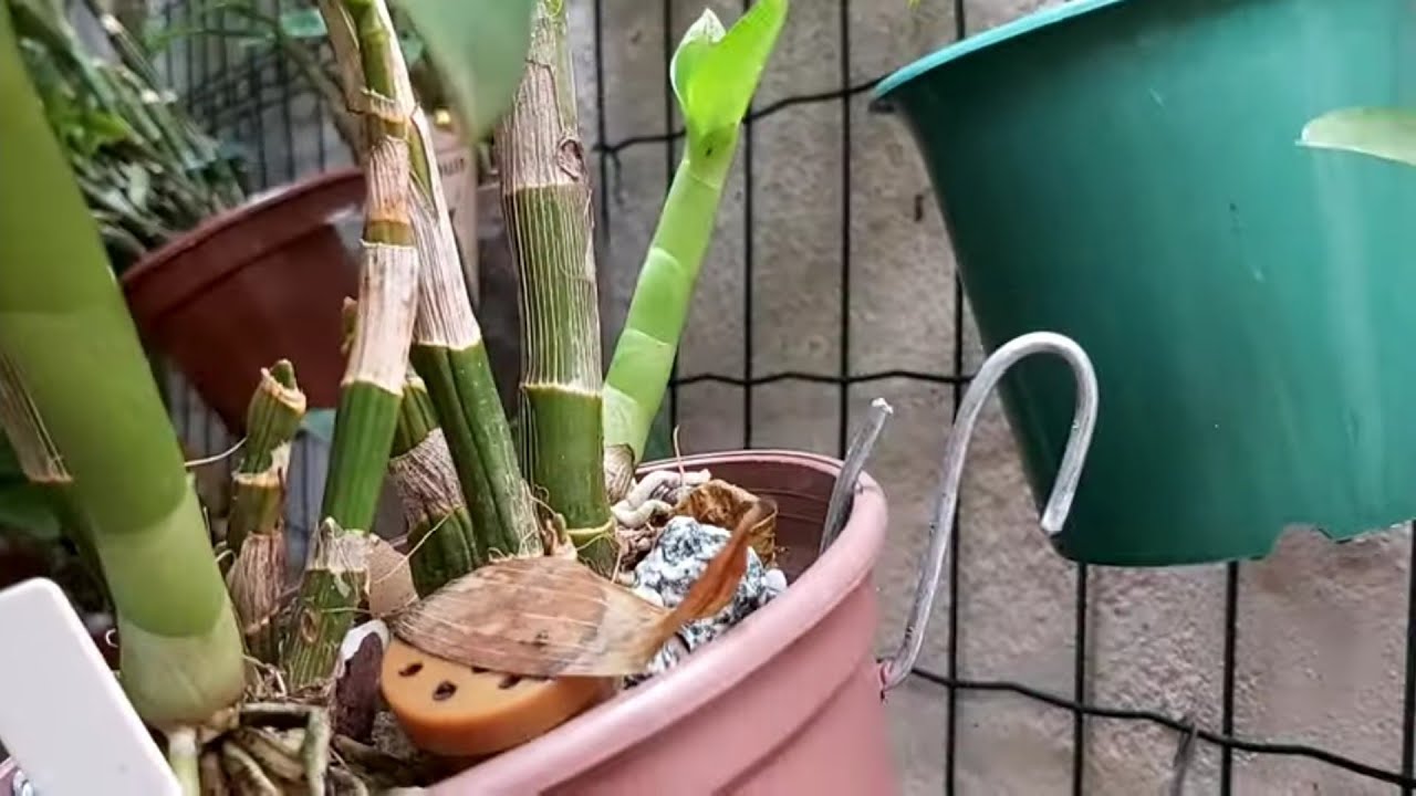 COMO FAZER O GANCHINHO PRA PENDURAR ORQUÍDEAS