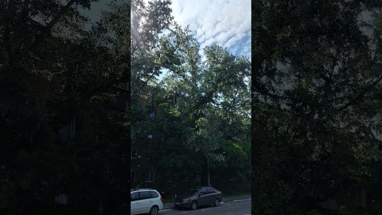 Summer poplar fluff! June snow!!!!