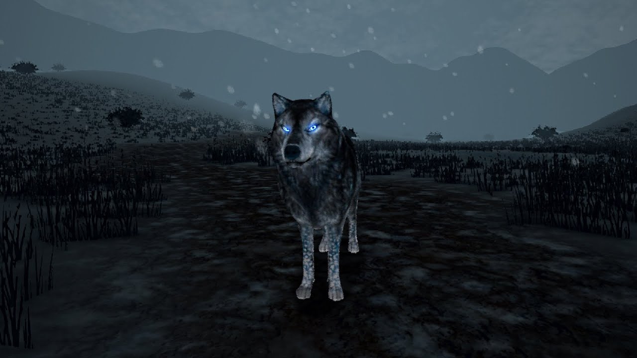 The Wolf - Hunt of the day 28/11/2024