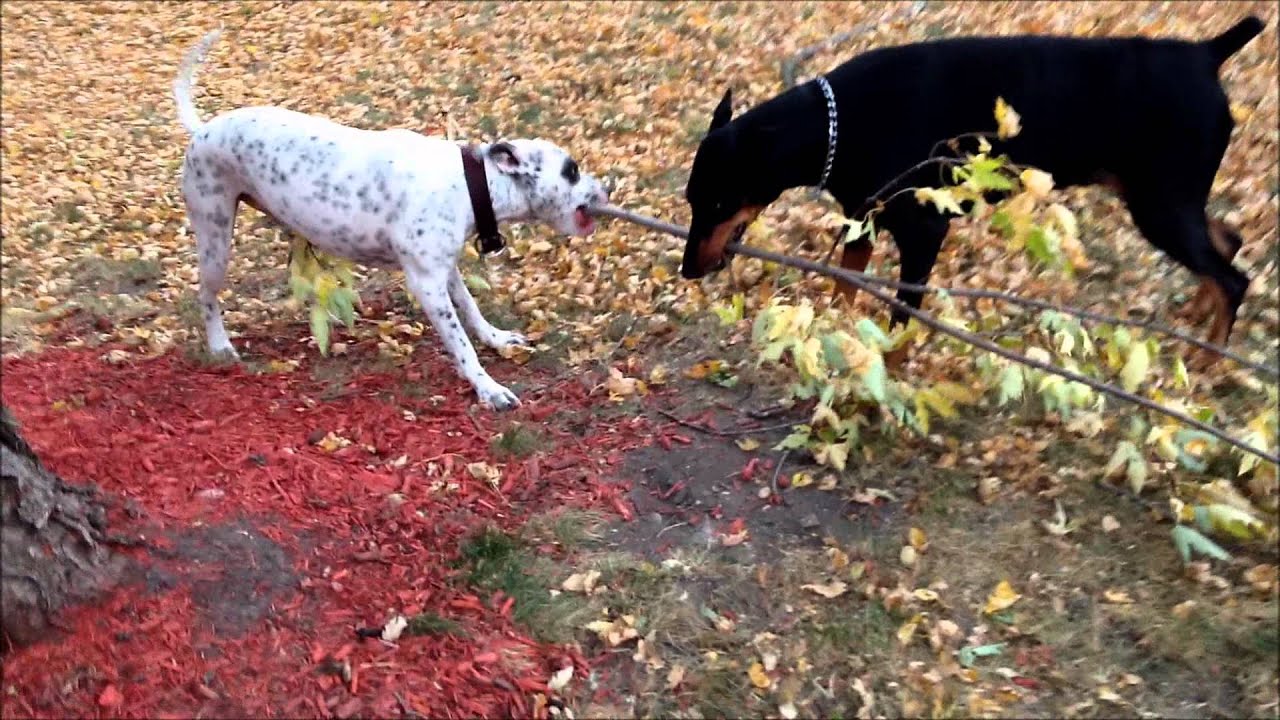 A Flying Pit Bull!