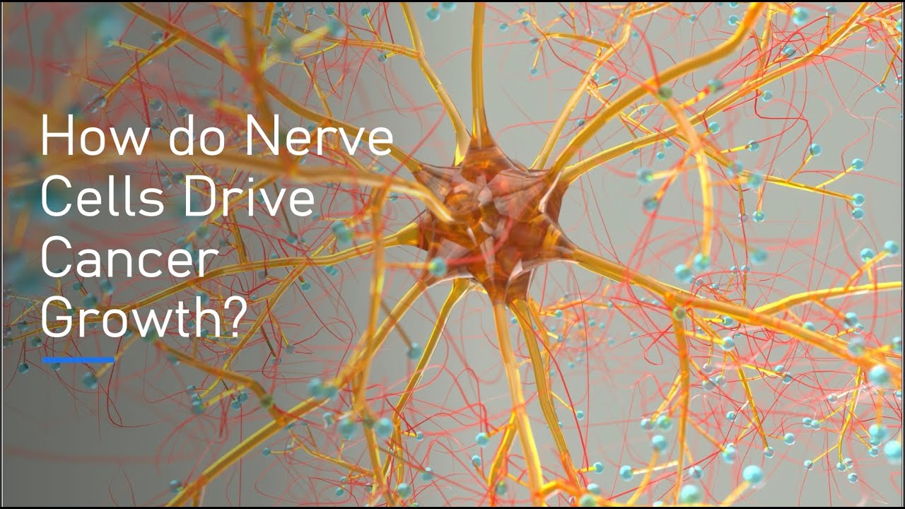 How Do Nerve Cells Drive Cancer Growth?