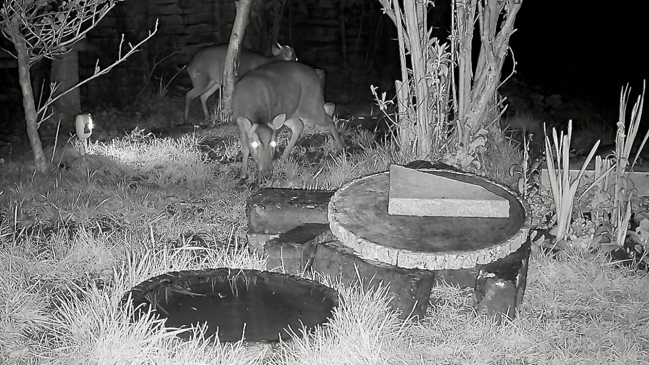 Wild Garden Diary February 24th-25th
