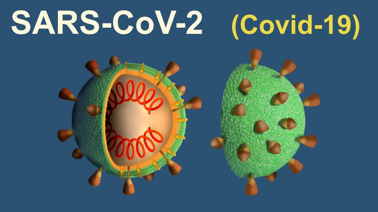 Proceso de infección celular del SARS-CoV-2 (Covid-19)
