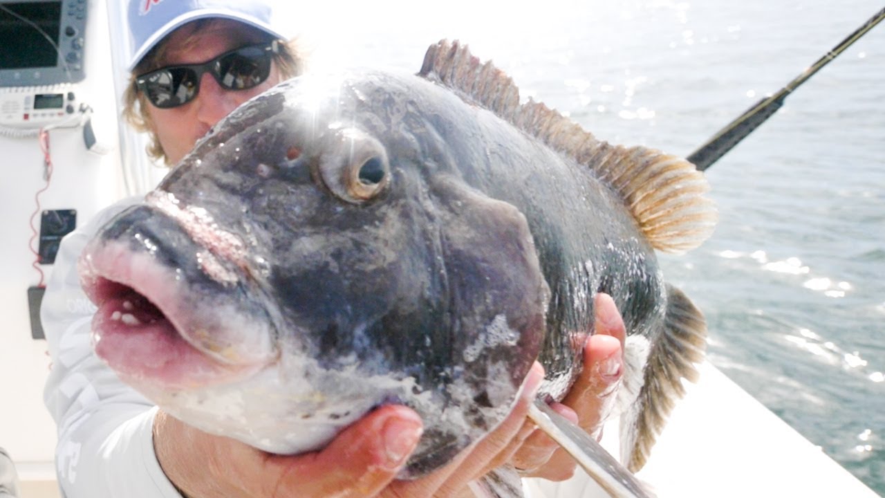 GIANT TAUTOG!! TAUTOG FISHING TIPS - Catch Clean and Cook