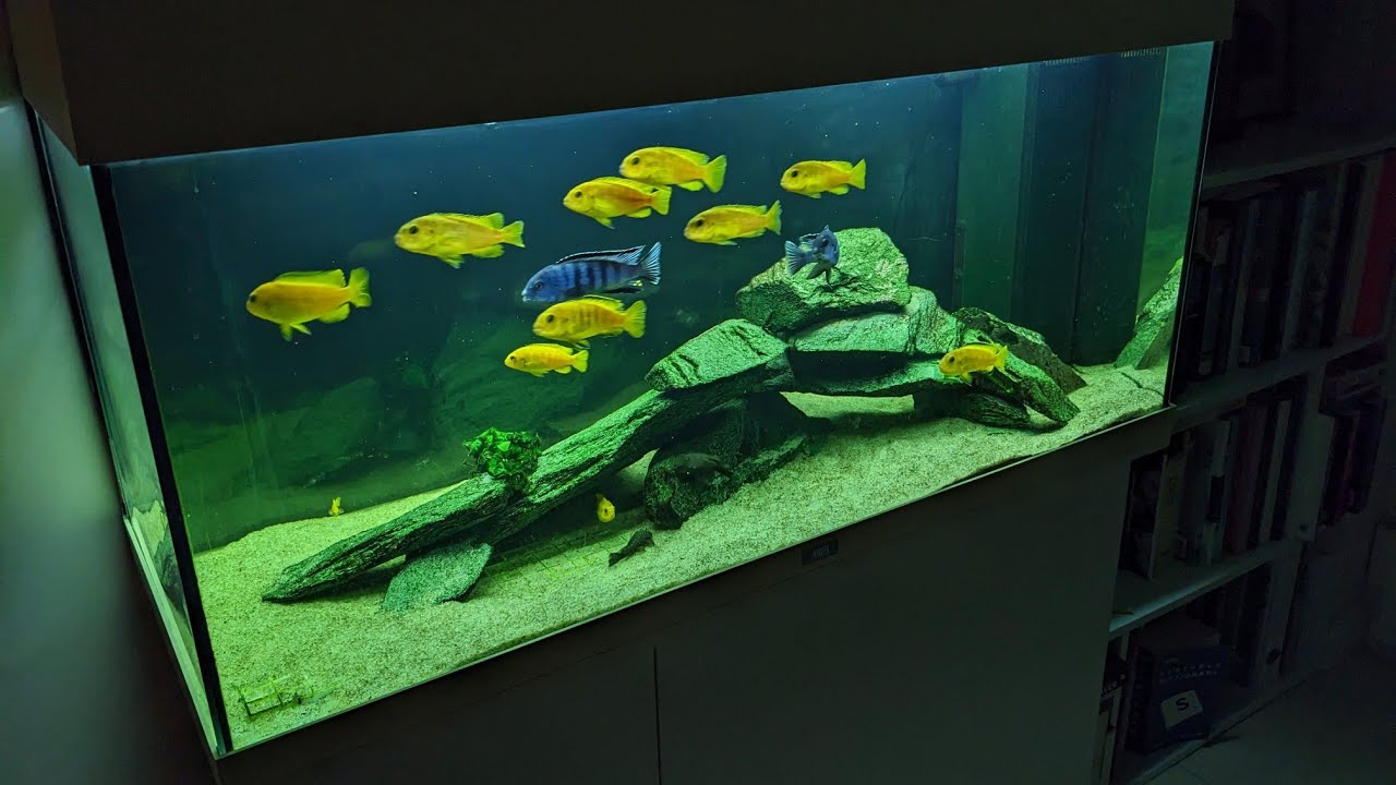 DWARF MALAWI CICHLID AQUASCAPE - Jewel Rio 180 - Chindongo Saulosi Breeding