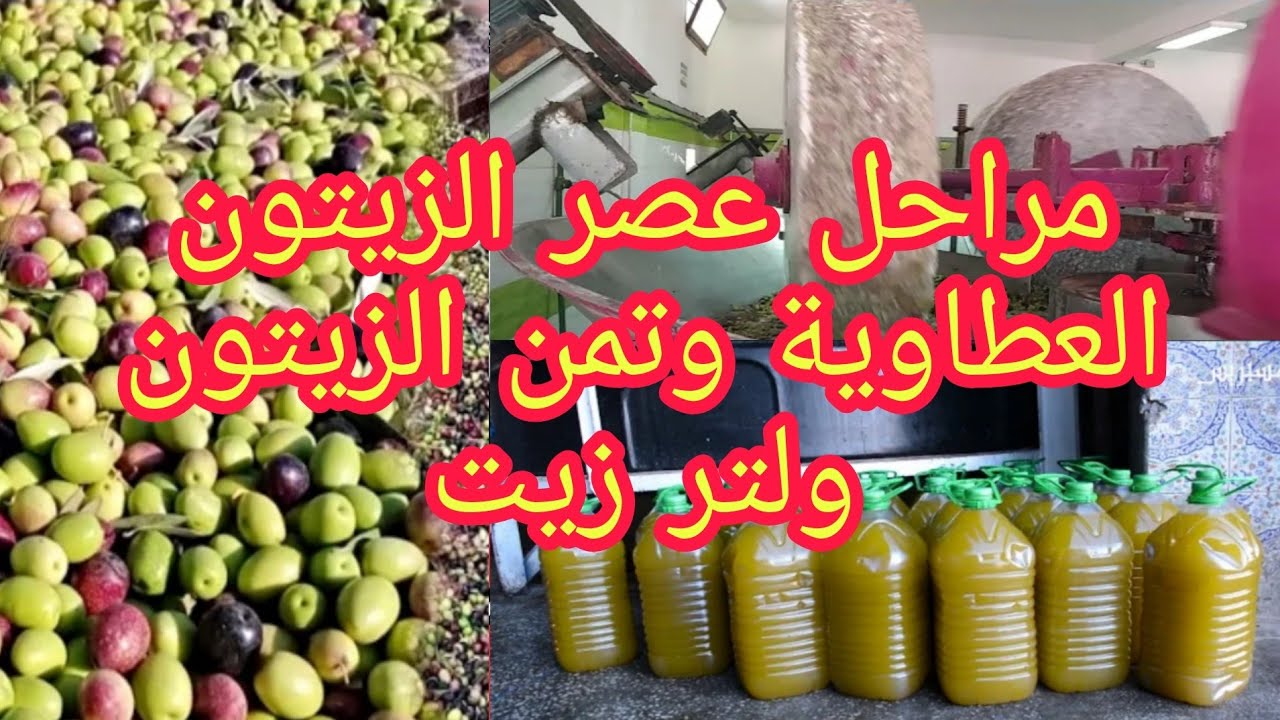 معصرة زيت الزيتون العطاوية مراحل التي تمر منها عصر الزيتون وشحال كتقام عليك لتر قلعة السراغنة