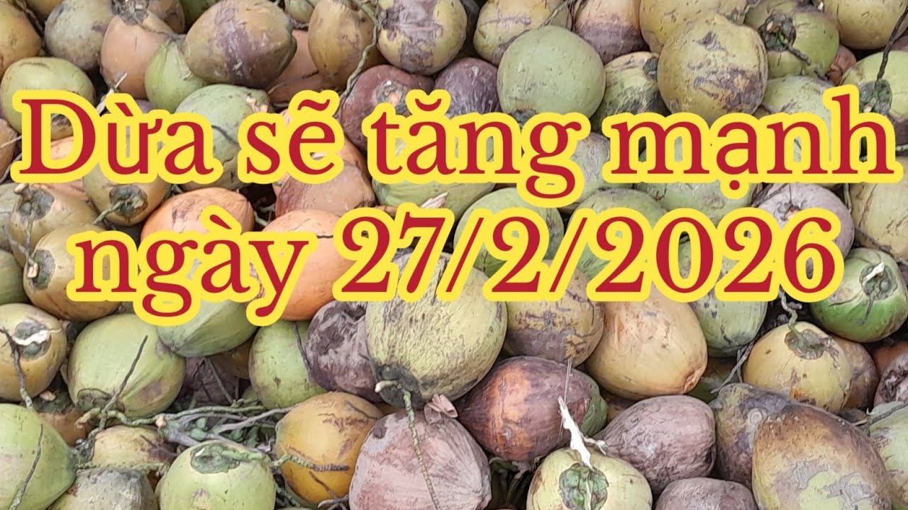 Giá dừa sẽ tăng trở lại, bà con cần theo dõi!!