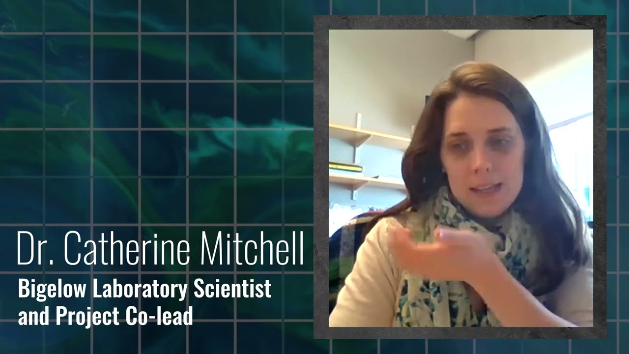 Gulf of Maine&rsquo;s Phytoplankton Productivity Down 65%