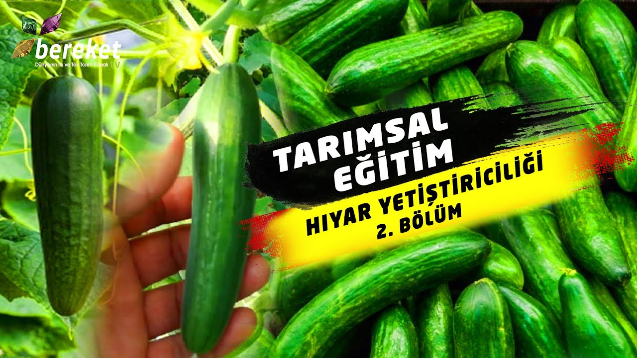 Tarımsal Eğitim - Hıyar Yetiştiriciliği / 2. Bölüm