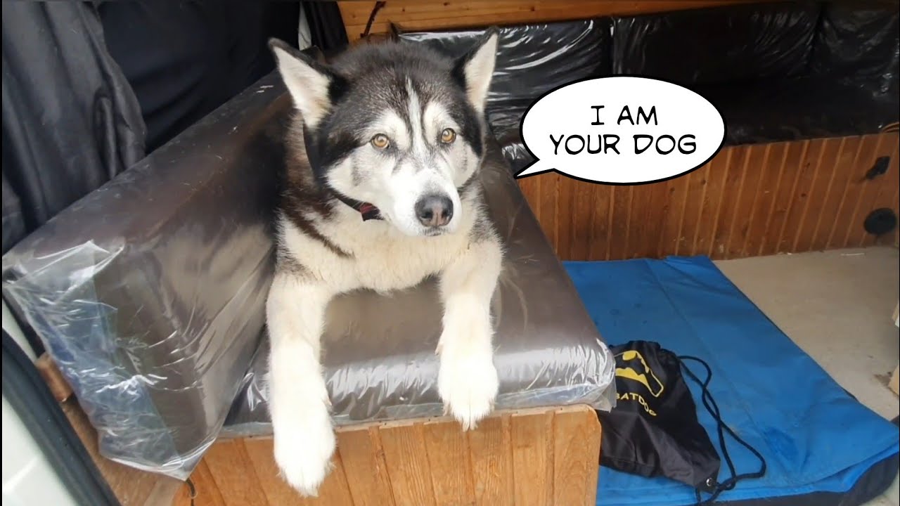 Dogs swap places to trick owner