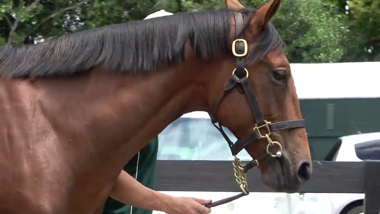 2026 Karaka Staphanos x Quintessential Colt