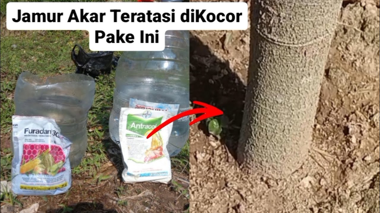 Pakai ini atasi jamur akar pohon durian saat musim penghujan #jamurakar #cara