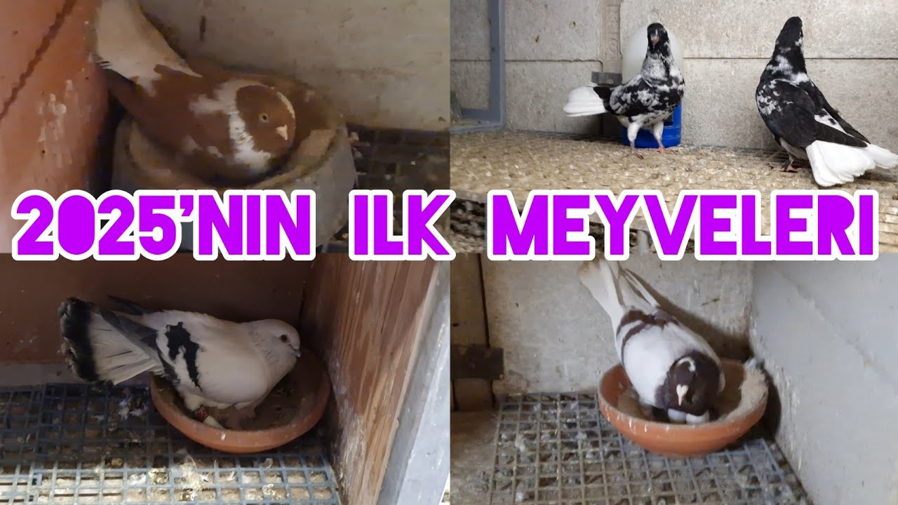 2025'nin ilk meyveleri güvercin yavruları#aksoyfiloelvanguvercinleri