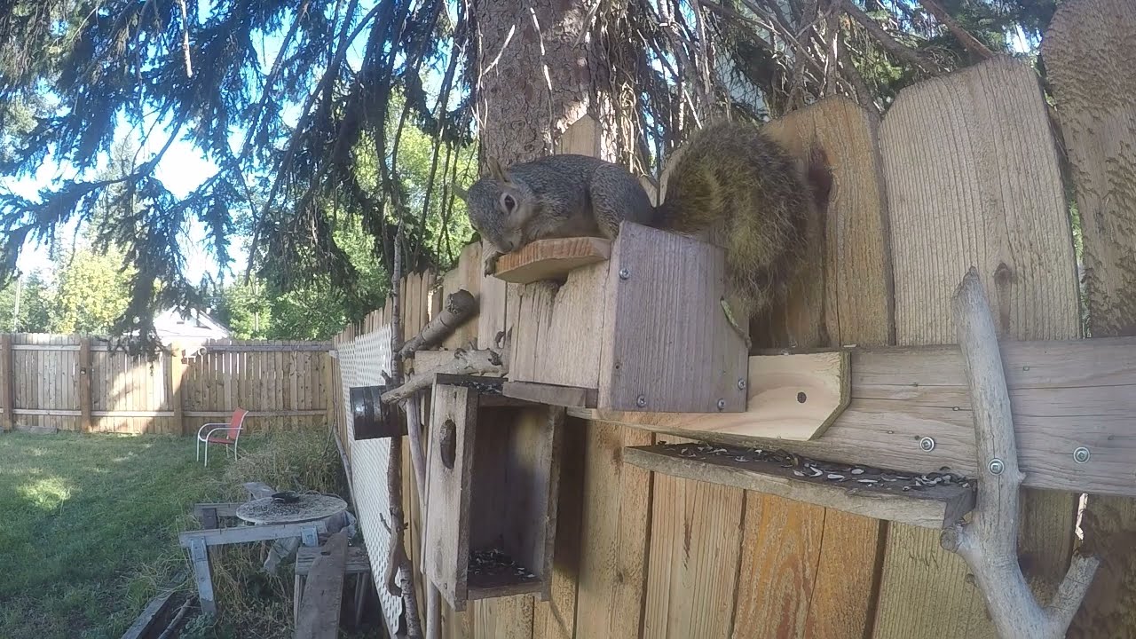 A new (old) nut box and a new cute Squirrel video. Enjoy