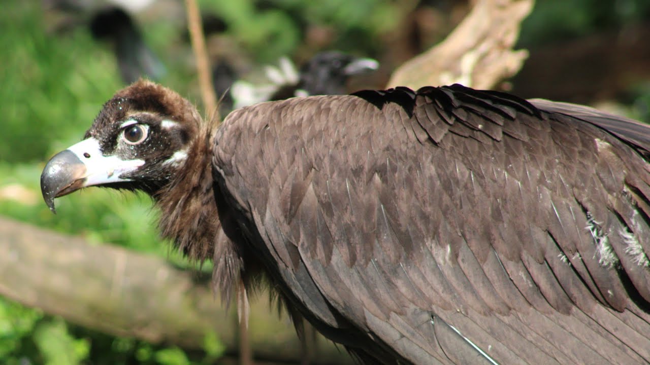 The beautiful Cinereous Vulture (Aegypius Monachus)