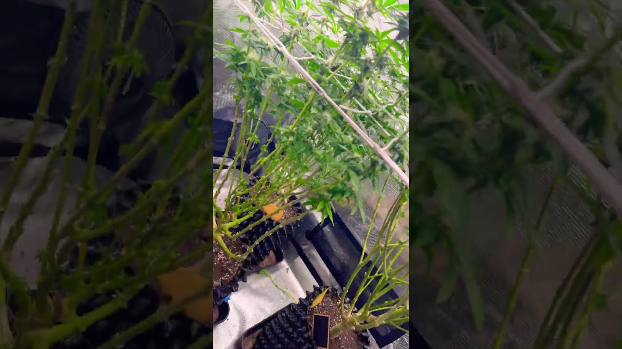 My First Grow flowertime day 33 #420 #homegrow #love       #biotabs #biobizzlightmix