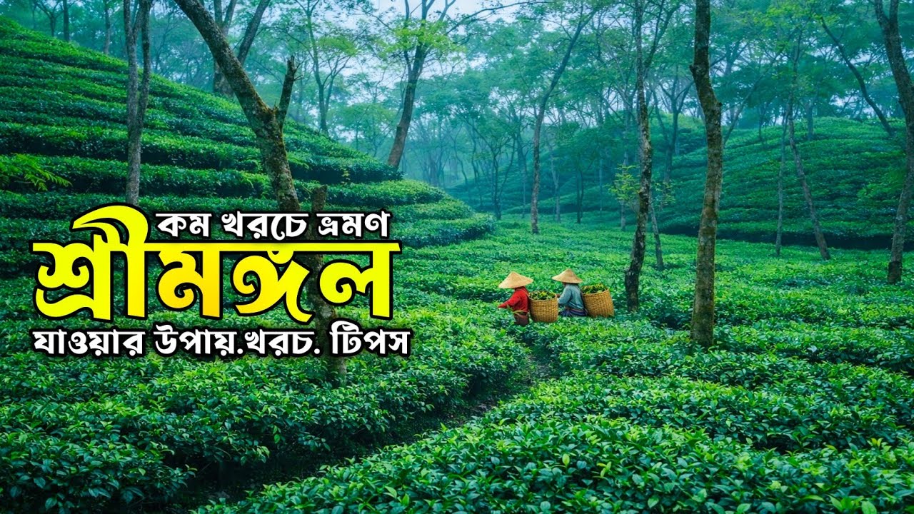শ্রীমঙ্গল ভ্রমণের সবকিছু ২০২৬ 🇧🇩 | লাল মাটির টিলা | Lawachara Forest | মাধবপুর লেক | Sreemangal Tour