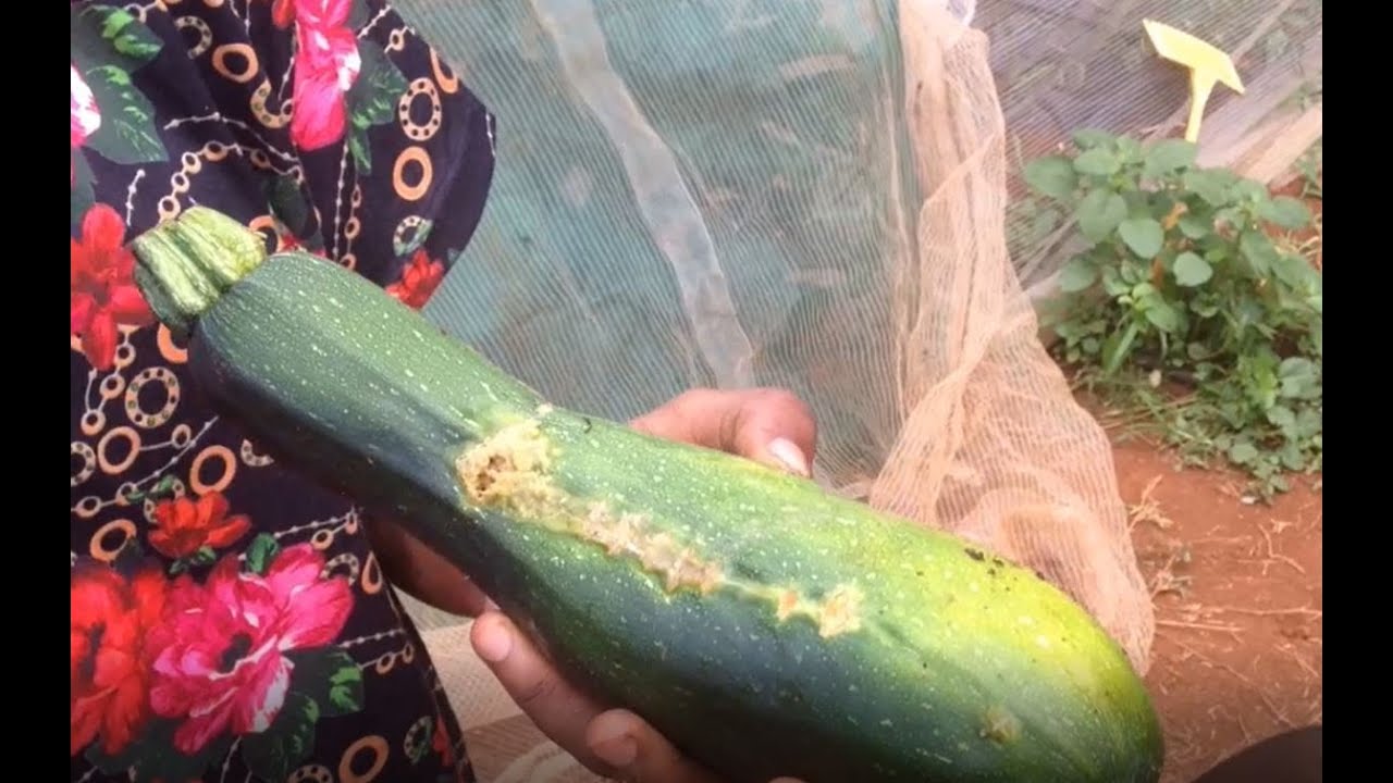 Gestion durable de la mouche des cucurbitac&eacute;es &agrave; Mayotte_projet INNOVEG_2017