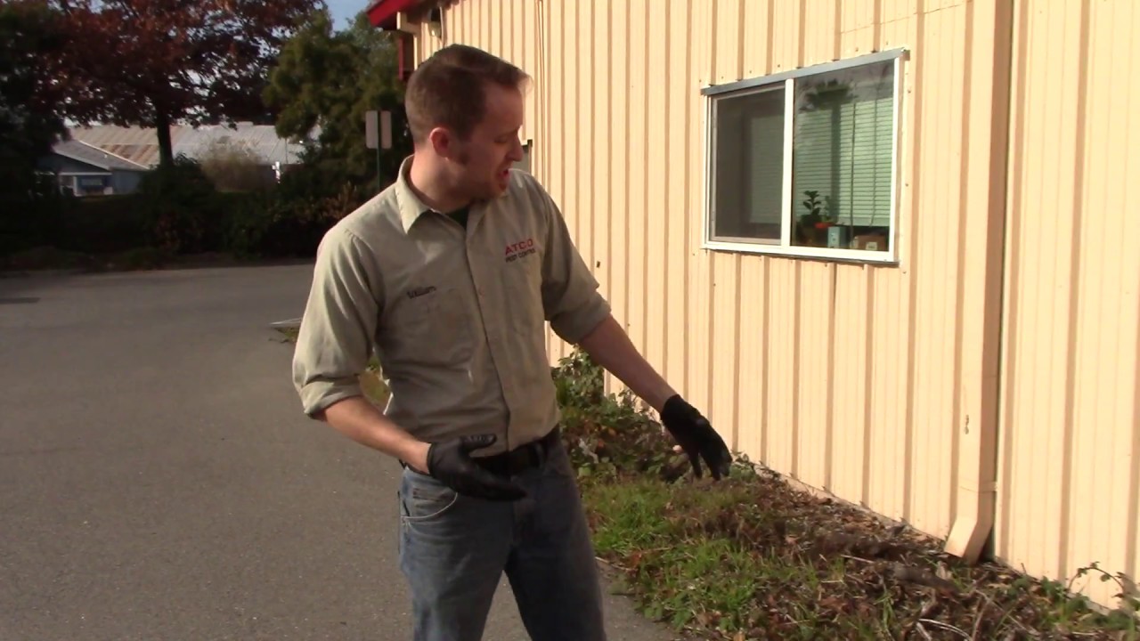 Reduce Rodents Around Your Home Or Building - Atco Pest Control