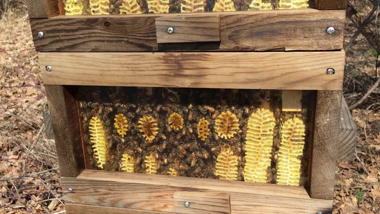 First look at the Warre hive coming out of winter
