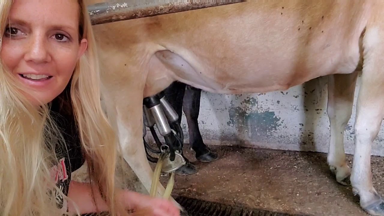Milking Mini Jersey Cows - Machine and by Hand!