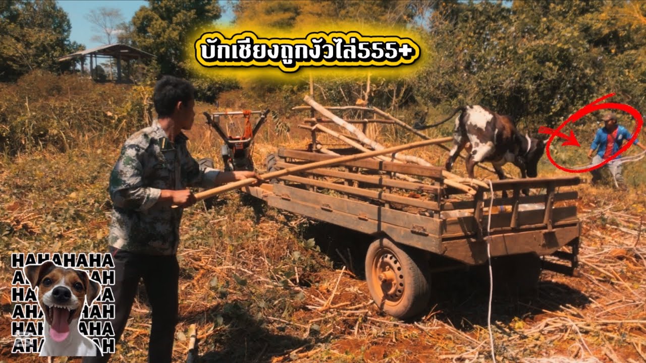 เตรียมงัวที่จะกินในงานบุญประจำปี🐮#บ่าวทอง #ฝากกดติดตามด้วยนะครับ