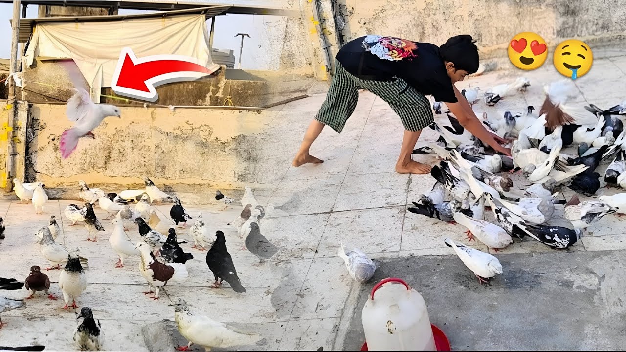 Ajj Ek Nya Kabutar Pakda😍🤤 || Kabutar Kaise Pakde🙄 || How To Catch A Pigeon🤔
