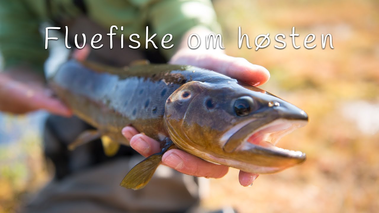 Fluefiske om høsten - Guttetur og fluevalg