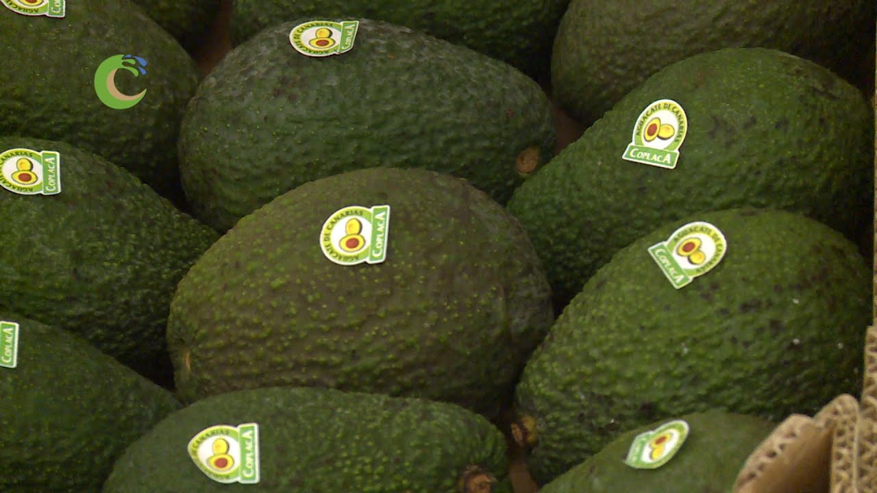 EL AGUACATE, UN CULTIVO RENTABLE