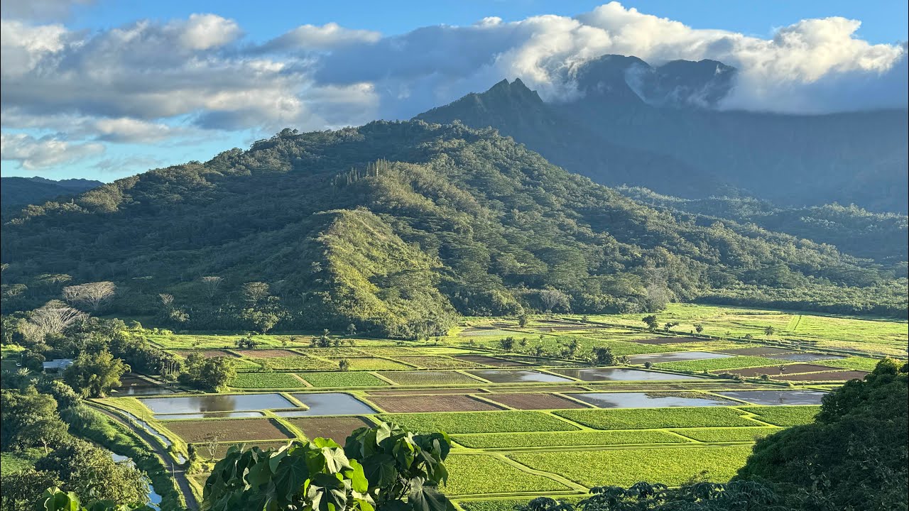 Maui dogs in training! In this video, you'll witness us working on long sit stay and leash manners