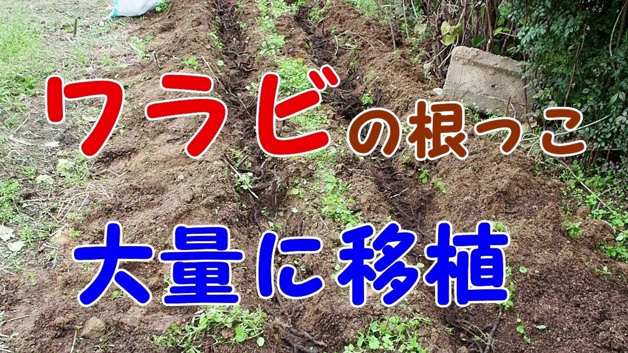 【家庭菜園３年目】　ワラビの根っこを大量に植え替え